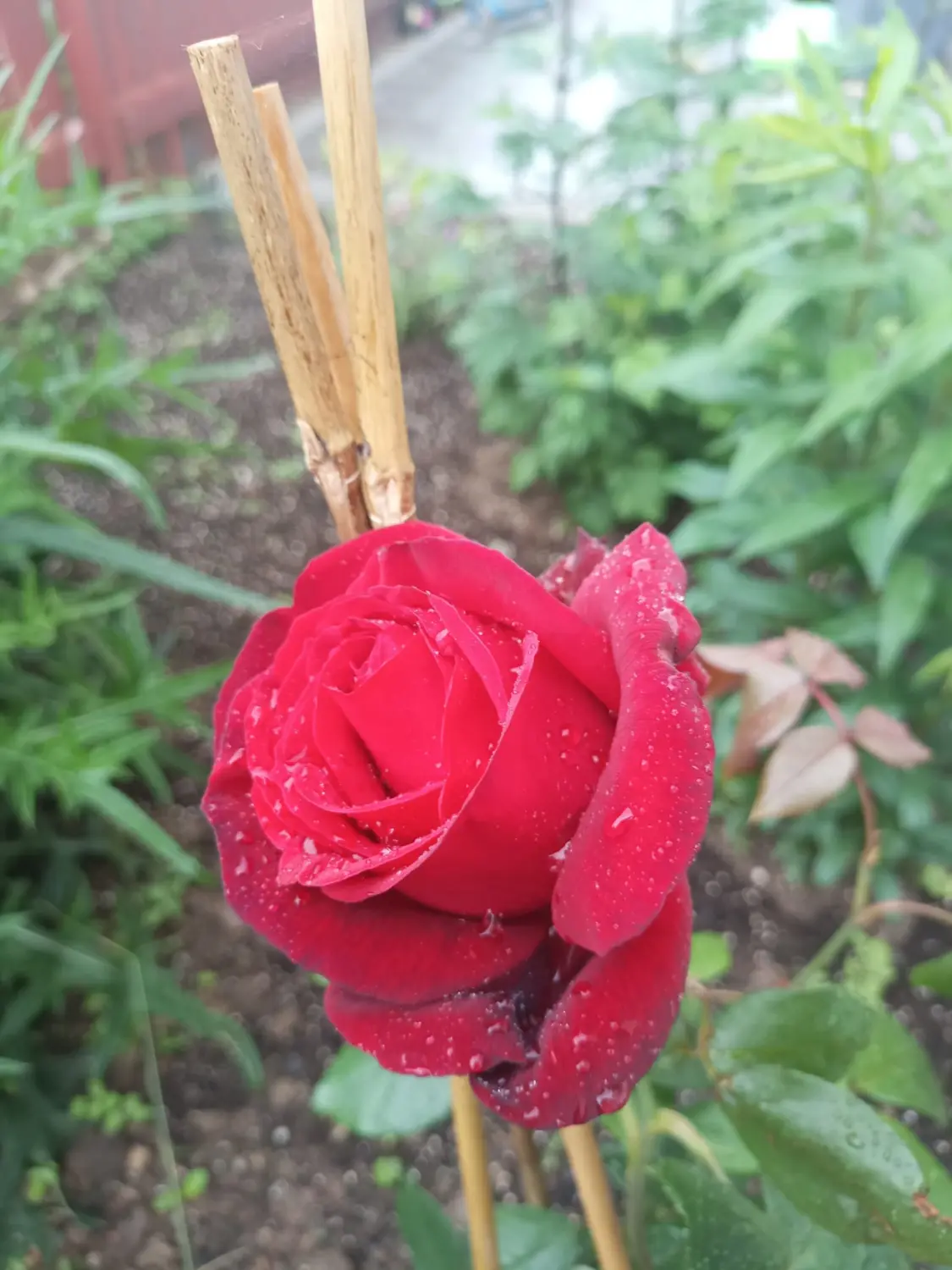Rote Rose von Anima Sussurri Seelengeflüster