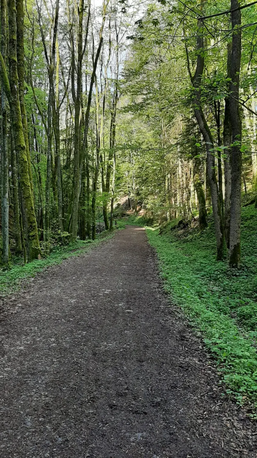 Wald von Anima Sussurri Seelengeflüster