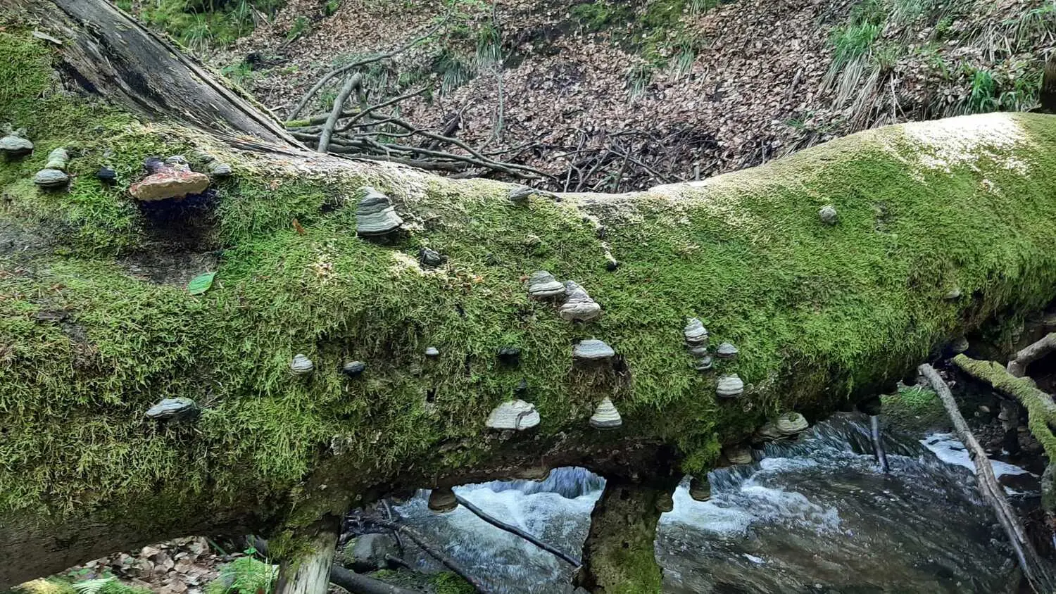 Hufpilz von Anima Sussuri Seelengeflüster