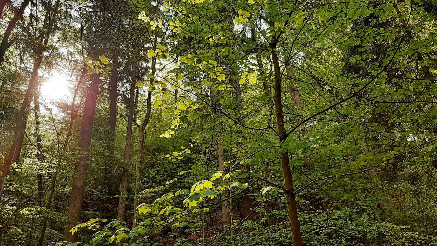 Wald von Anima Sussuri Seelengeflüster